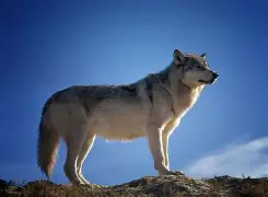 狼队坚守阵地，稳固排名第七位置