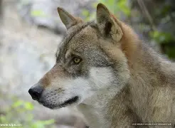 狼队坚守阵地，稳固排名第七位置